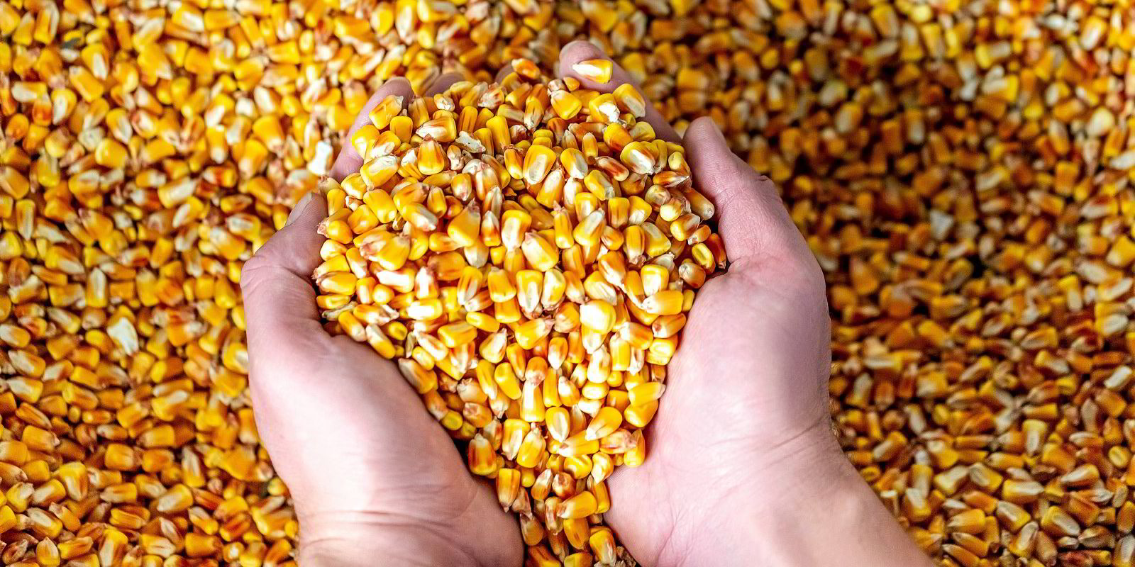 Maize Export - Noorissa Enterprises L.L.C.